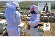 اجرای طرح پایش و ارزیابی بیماریهای زنبور عسل در لرستان